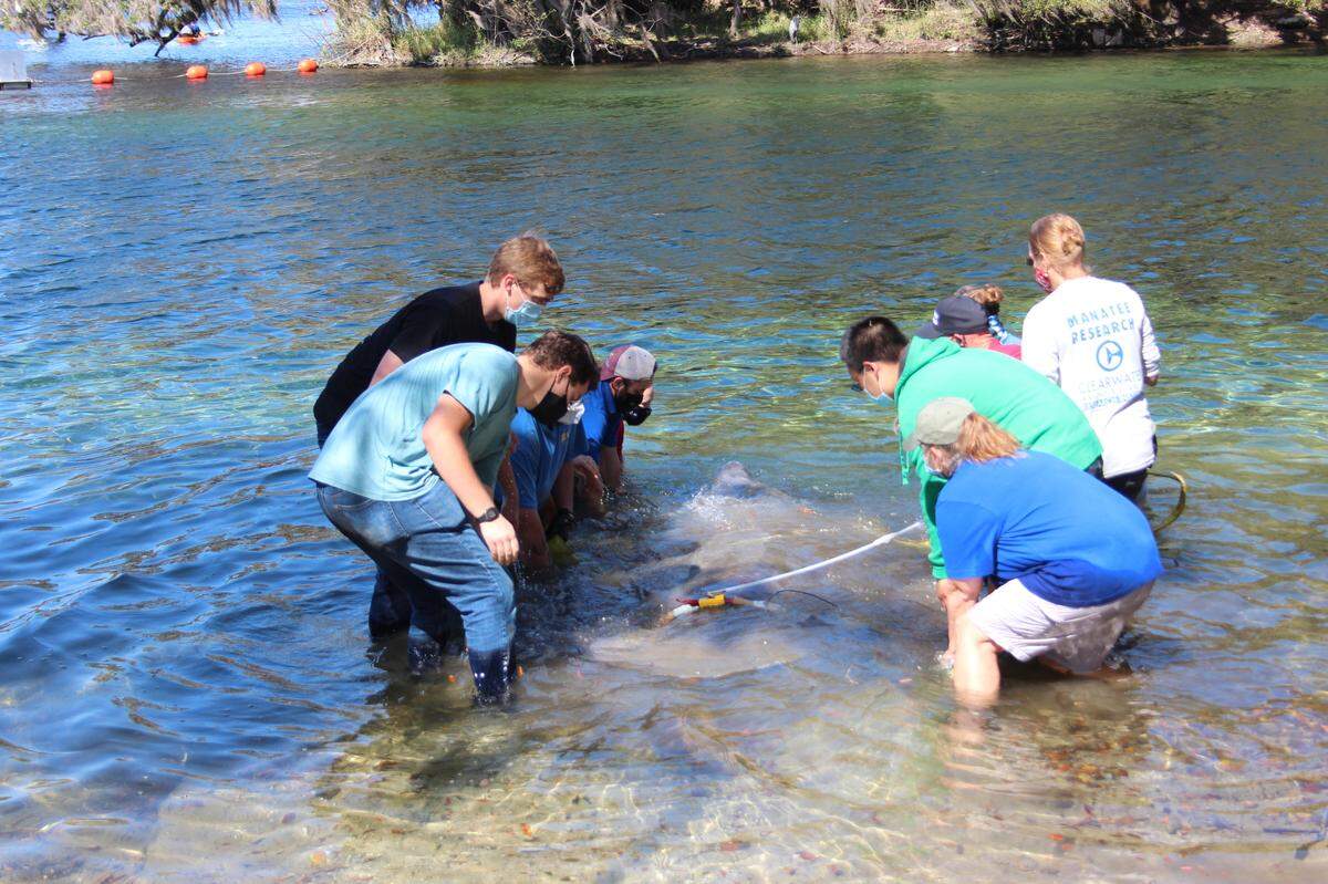 A manatee named Garr was released Feb. 16. at Orange City, Fla. after being fitted with a tracking device. Gar is now hanging out in Hilton Head, S.C.