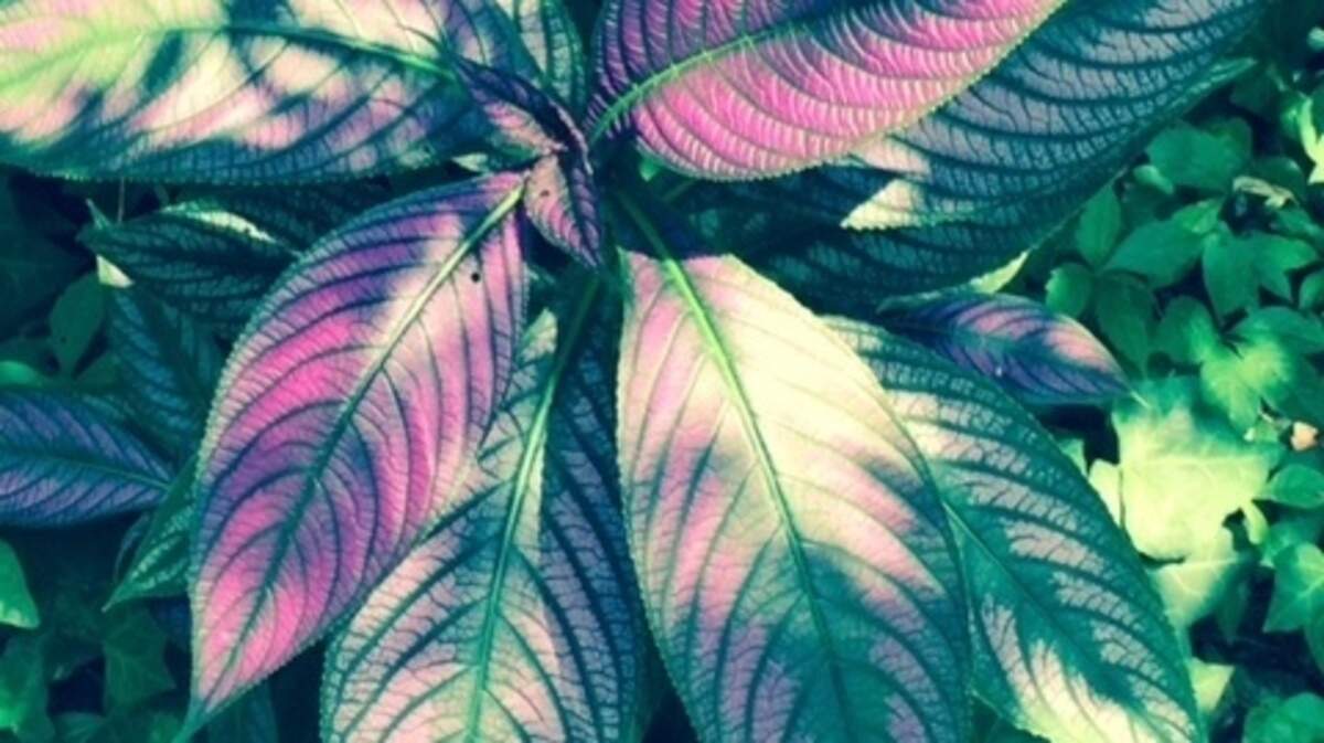 This 'purple shield' plant grew outsized in two months.
