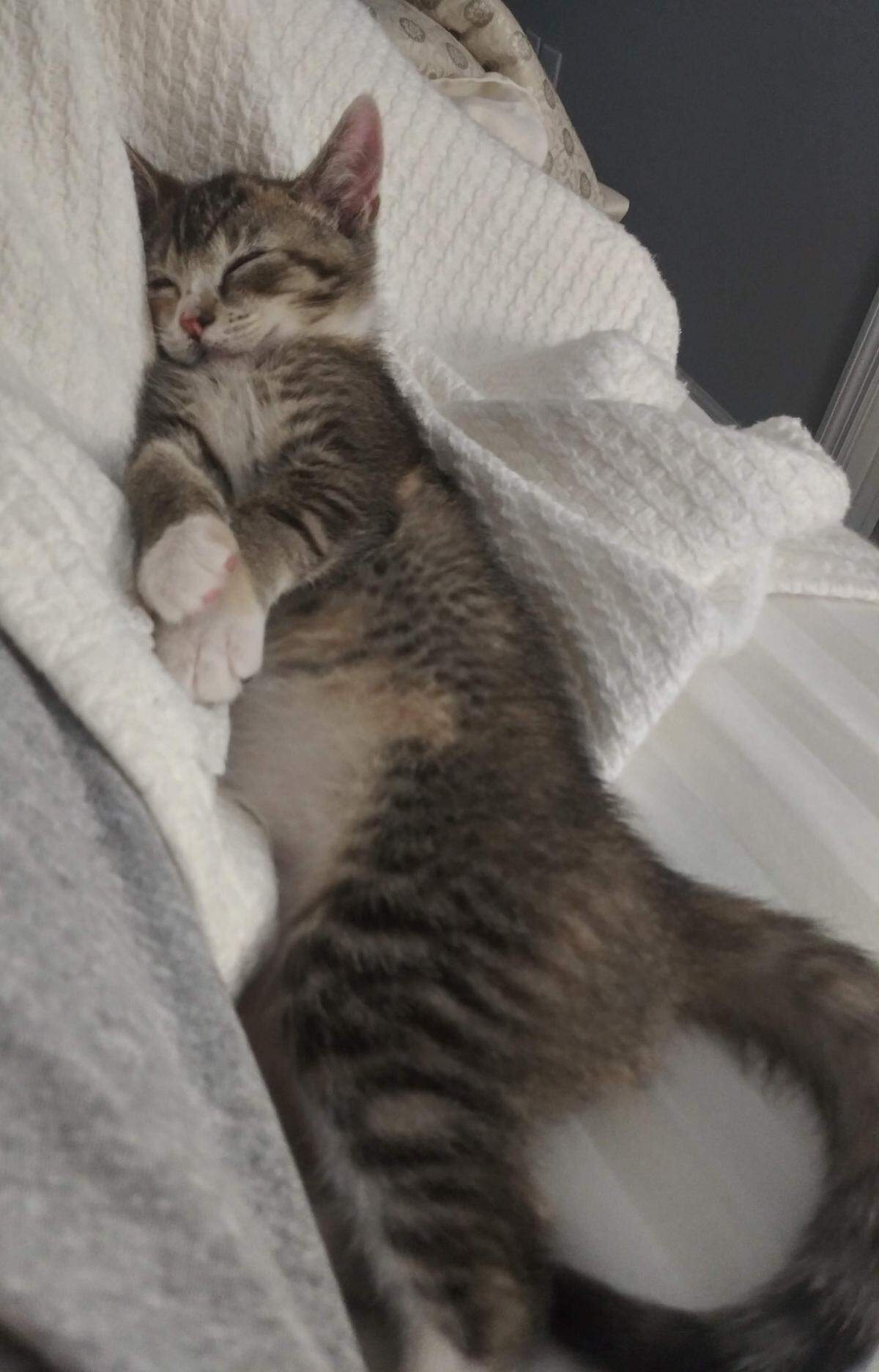 Moxie is the 2025 Cutest Cat in Myrtle Beach Photo Contest winner.