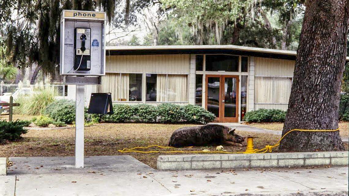 ‘When Bluffton was Bluffton’ and the hogs of Calhoun Street didn’t care