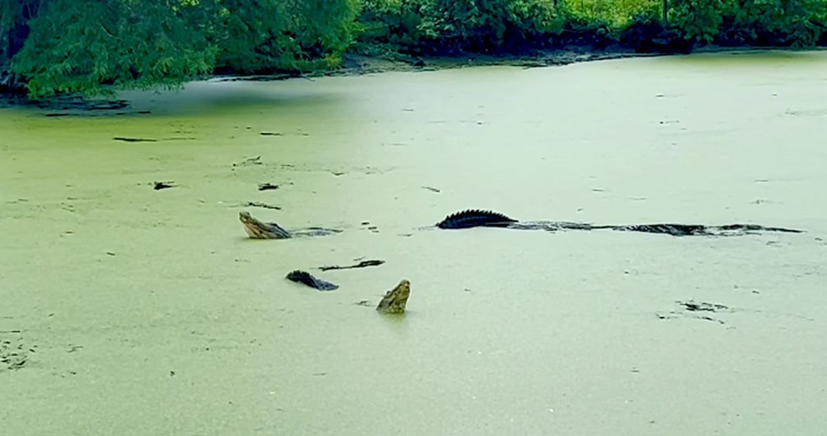 Two alligators perform a mating ritual at Cypress Wetlands in Port Royal Wednesday.