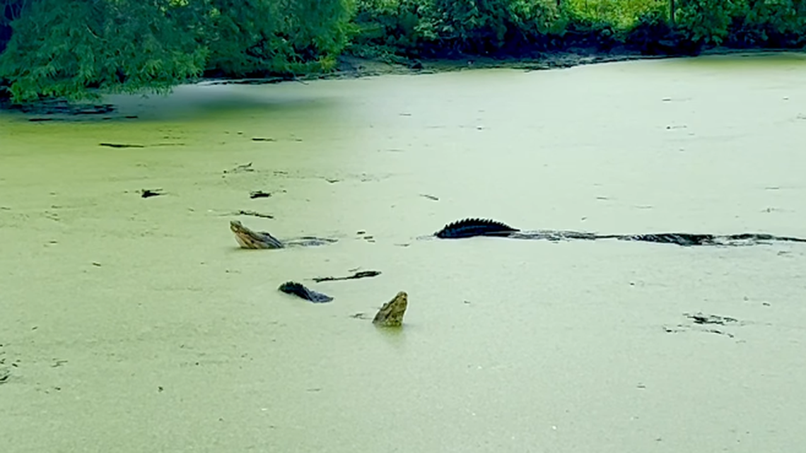 Growling gators put on ‘incredible’ show in Port Royal. Listen to what witnesses heard