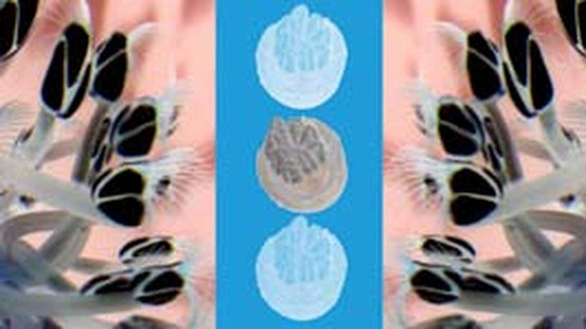 Arts activities abound in Beaufort County in February and March