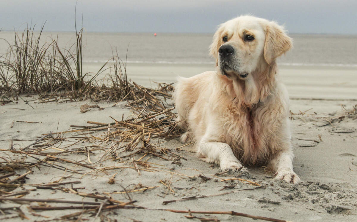 Tully, a two-year-old golden retreiver found Coco, a 10-year old, seven-pound Shorkie who dug herself into a dune on Hilton Head Island.