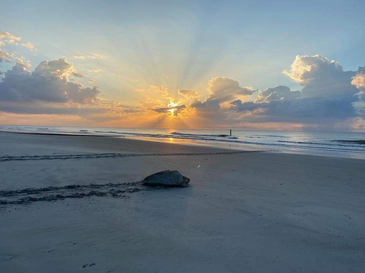 A loggerhead sea turtle returns to the ocean recently after laying eggs on the beach at Hunting Island. Tropical Storm Elsa did not wash away any turtle nests.