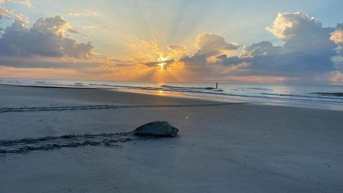 Beaufort County’s favorite visitors are coming. Here’s how these beach volunteers help them