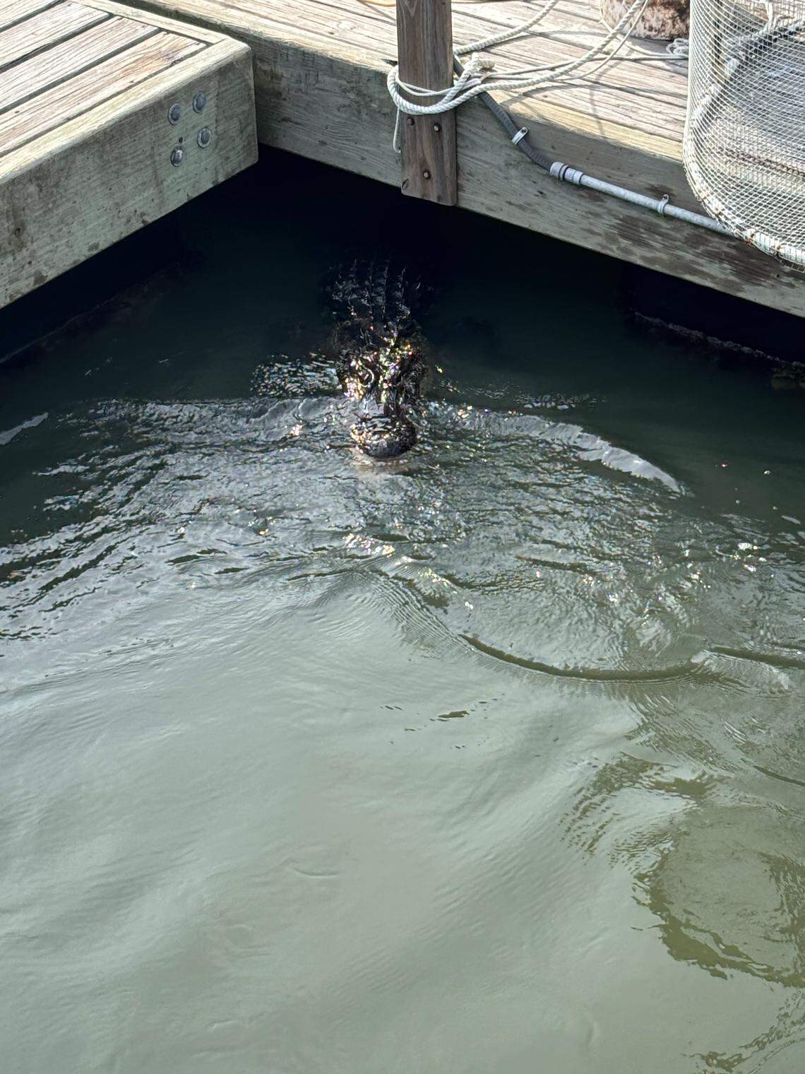 Alligator spotted swimming with sharks in Skull Creek on Aug. 15, 2025.