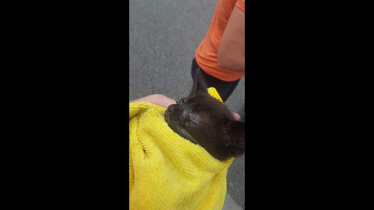 Bluffton Police Department and Bluffton Township Fire District helped a group of people rescue a kitten from a drain on Plantation Park Drive Tuesday afternoon.