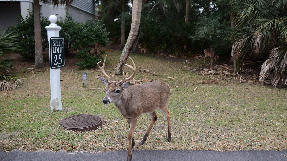 A buck steps into a residental street on Saturday afternoon on Fripp Island.