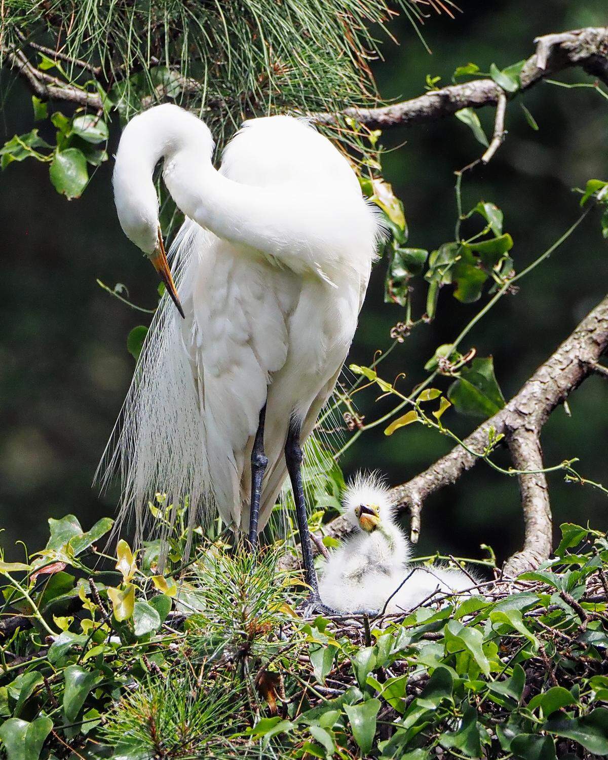 A great egret and an egretlet are photographed here at the rookery near Indigo Run on Hilton Head Island.