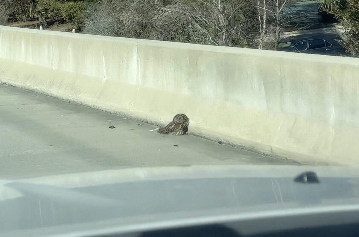 Howie the owl was rescued Saturday morning from the ramp of Bluffton Parkway.