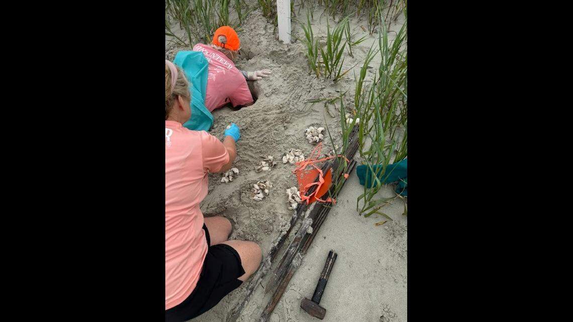 Harbor Island volunteers check the nest and the eggs of a loggerhead sea turtle. Some 30 volunteers patrol the beach, beginning sunrise, to monitor nesting and hatching activity.