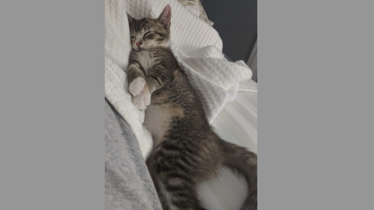 The votes are in. Meet the reader-voted Cutest Cat in Myrtle Beach, Moxie.