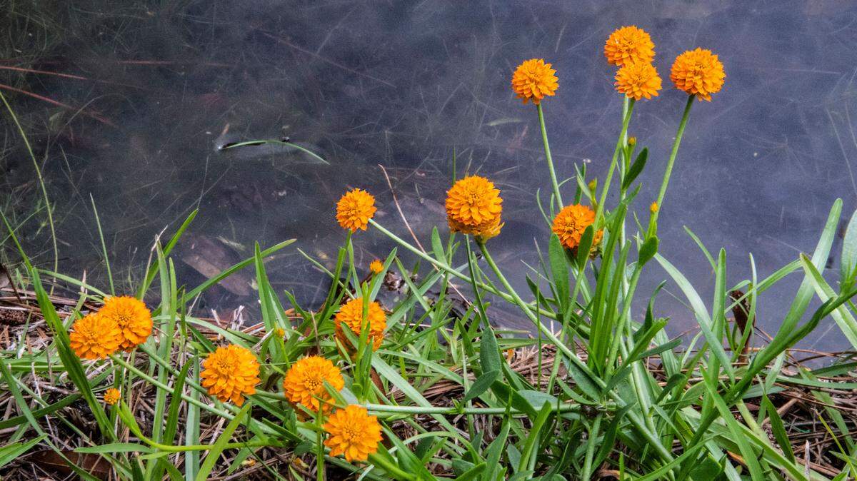 Orange milkwort has tight clusters of bright orange flowers.