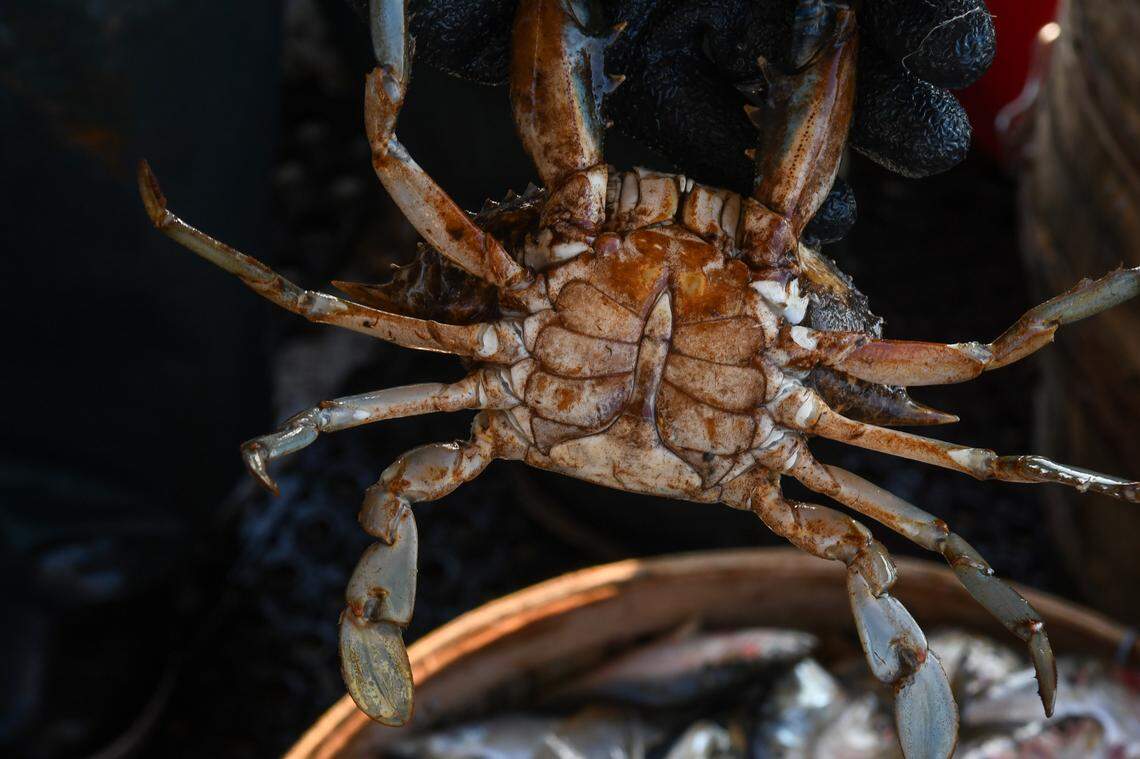 On display is a “rusty” blue crab, the namesake of Brett Everett’s fishing enterprise as photographed on Sept. 20, 2024 in the waters off St. Helena Island. Crab abdomens with this stained look are called fat and have bellies full of meat.