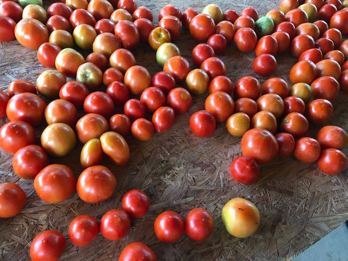 Bubba Crosby has been selling his tomatoes for decades, first as a commercial farmer and then to locals and passersby from his Hardeeville home.