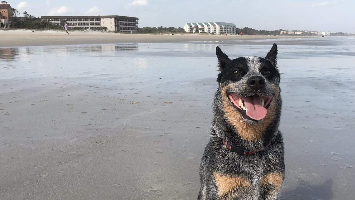 My Hilton Head dog swallowed a cigarette lighter. Here’s how we finally got it back