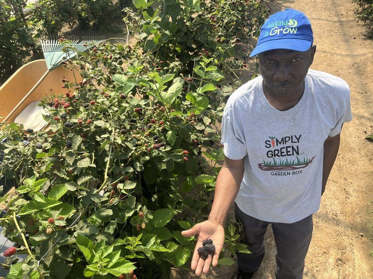 Roy Green grows large blackberries like these at Simply Green Farm in Seabrook. “I love doing it,” Green says of farming.
