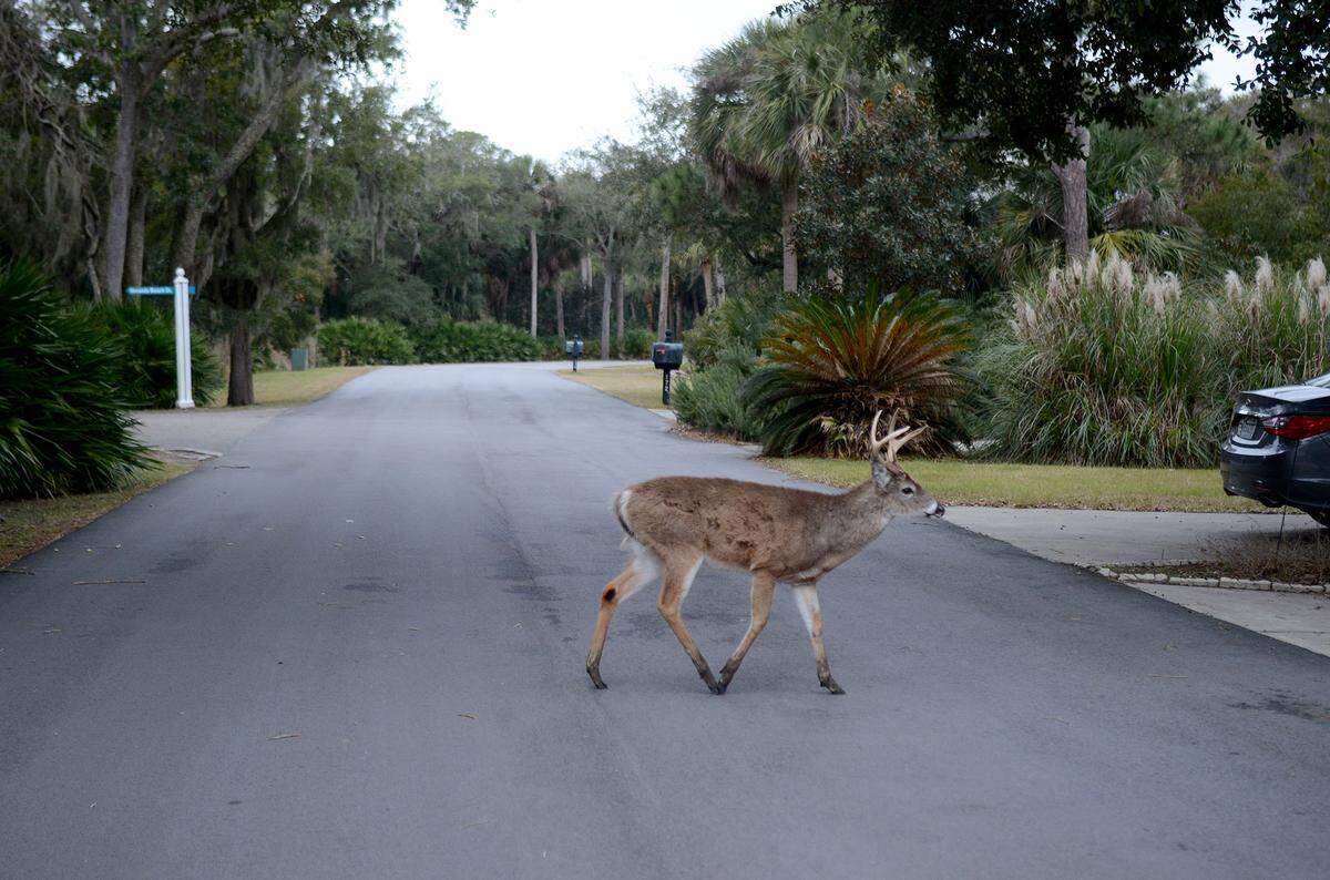 A deer walks across one of the residental roads on Fripp Island.