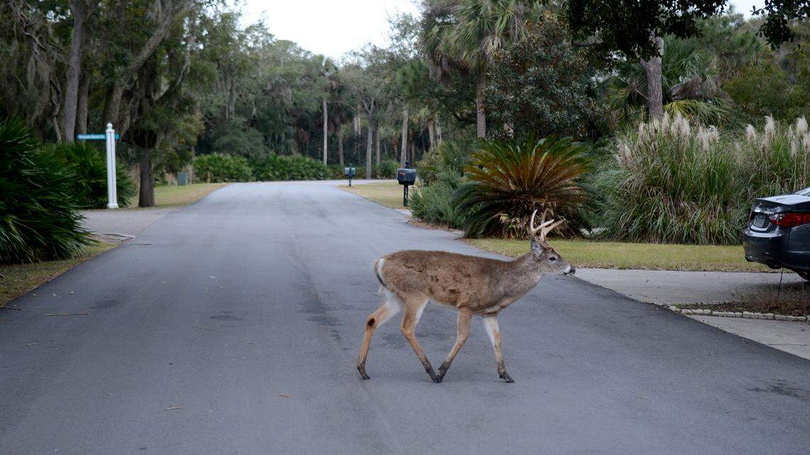 Culling reduces deer population as opponents push contraception program