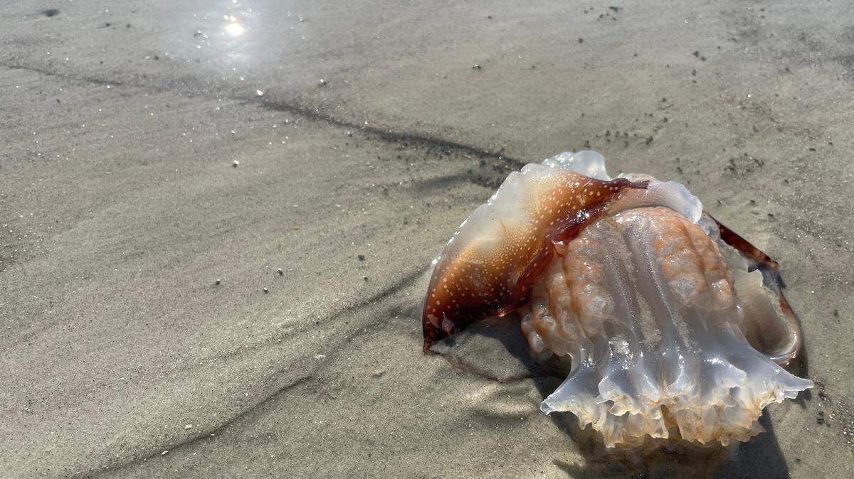 A cannonball jelly washed ashore on a Hilton Head Island, SC beach.