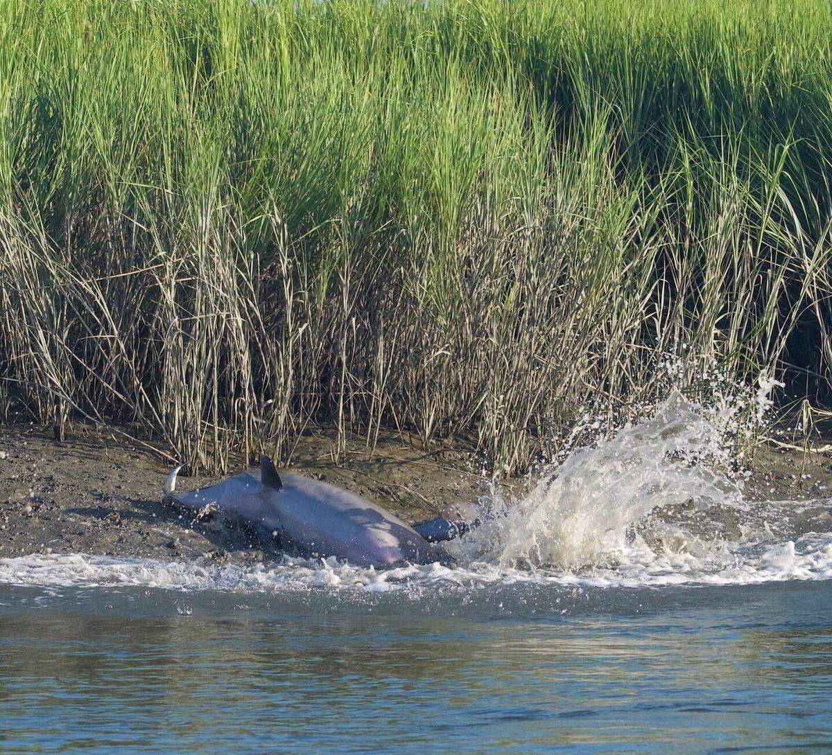 Dolphins strand feed in a creek on July 20, 2019 near Palmetto Bluff in southern Beaufort County.