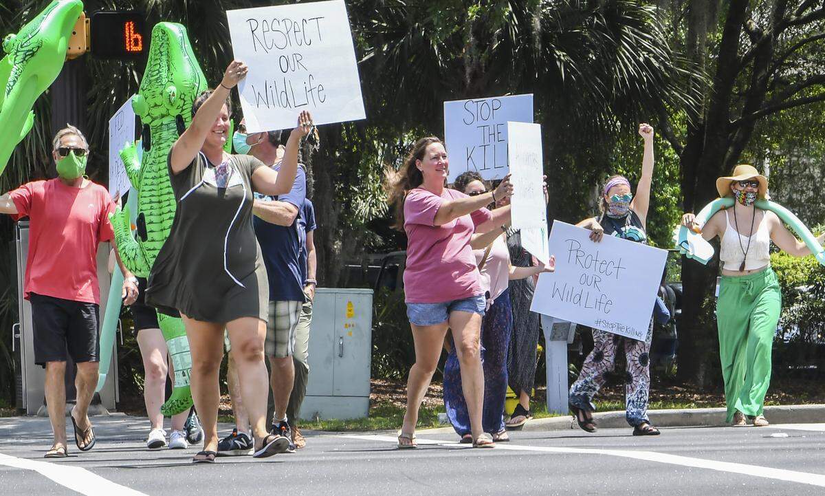 Kaly Turkowsky, one of the organizers holding a “respect our wildlife” sign, leads a group of about 15 protesters across Target Road at Palmetto Bay Road on Friday, May 29, 2020 on Hilton Head Island. For an hour the group of locals protested the killing and disrespectful nature of onlookers when Critter Management removed an alligator on Tuesday, May 26, 2020, at Legendary Golf, a miniature golf business on Hilton Head.