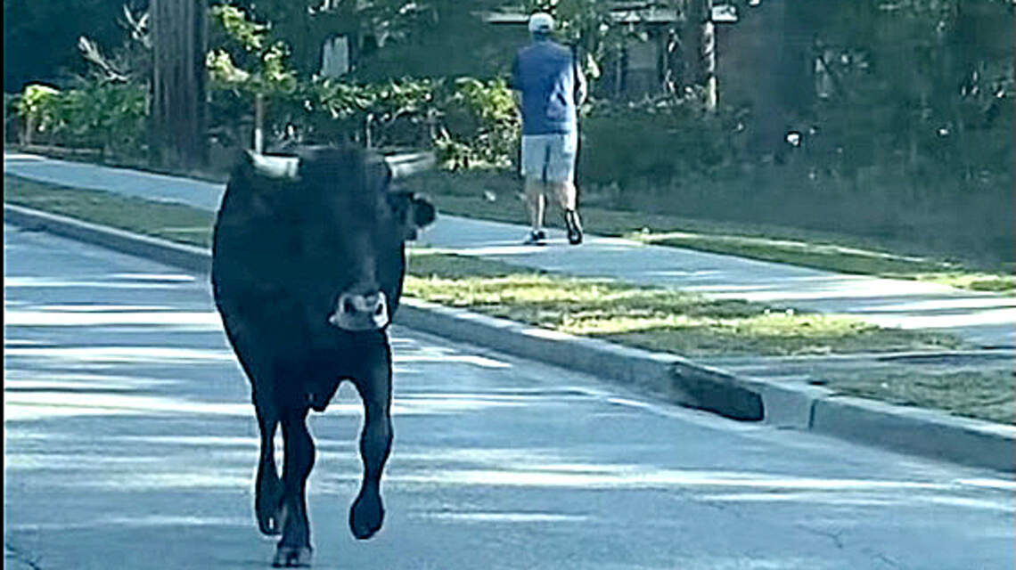 No bull about it. Beaufort school goes into lockdown after animal spotted nearby