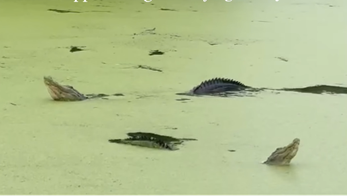 Alligators perform a prehistoric mating ritual at Cypress Wetlands in Port Royal Wednesday. By arching their backs and lifting their tail and snouts, the gators are able to project their bellows across the water.