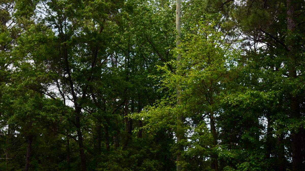 A cell phone tower rises inconspicuously from  along Whooping Crane Way in Hilton Head Plantation on Wednesday. Another  five of these miniature antennas will be added to the seven already in  the plantation in an effort to improve cellular service.