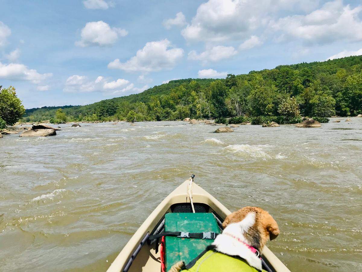 Whitewater destination near the Lowcountry? It’s true! Above Stumpy Pond on the Catawba River the town of Great Falls has established a whitewater park, and outdoor enthusiasts are flocking to the river rapids for recreation. Here, Lucy the beagle contemplates the moving water feeding into the lake, happy to avoid its noisy rush.