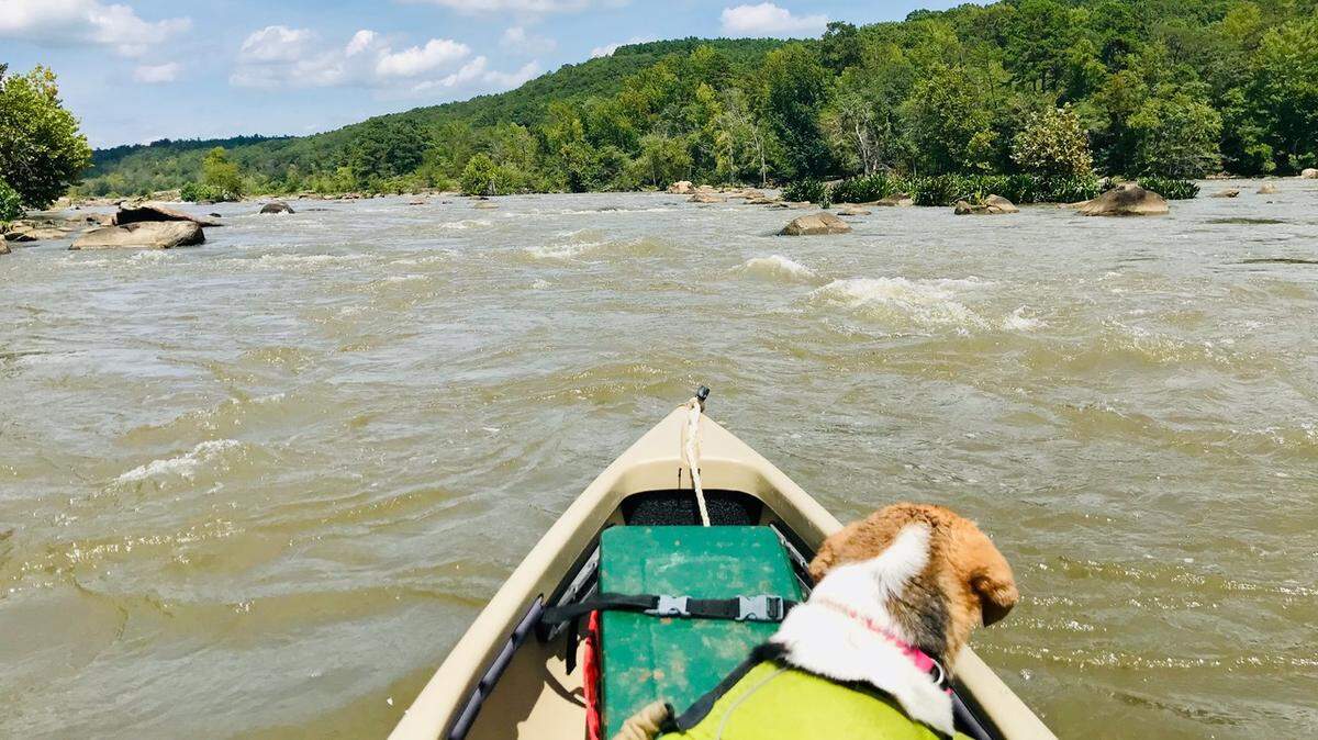 Whitewater destination near the Lowcountry? It’s true! Above Stumpy Pond on the Catawba River the town of Great Falls has established a whitewater park, and outdoor enthusiasts are flocking to the river rapids for recreation. Here, Lucy the beagle contemplates the moving water feeding into the lake, happy to avoid its noisy rush.