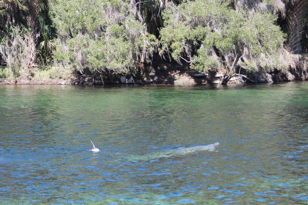 With telemetry gear attached, a manatee named Gar swims away after being released in Orange City, Fla. Gar is now in Hilton Head.