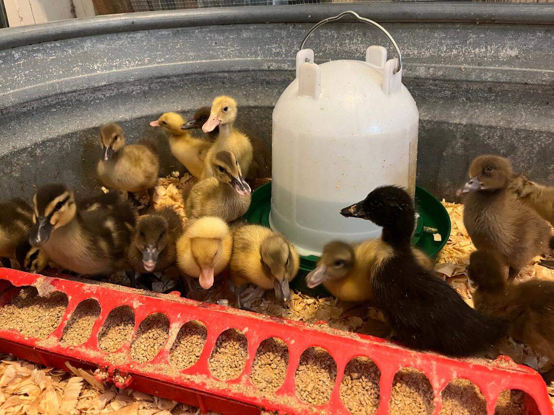 The chirps and quacks of various baby birds fill the air at the reopened Daufuskie Community Farm.