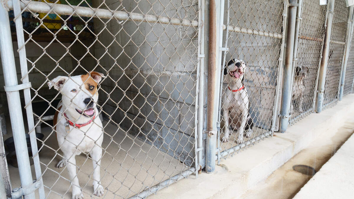 A group of pit bull and pit bull mixes peer from their cages at the Beaufort County Animal Shelter on June 9, 2015.