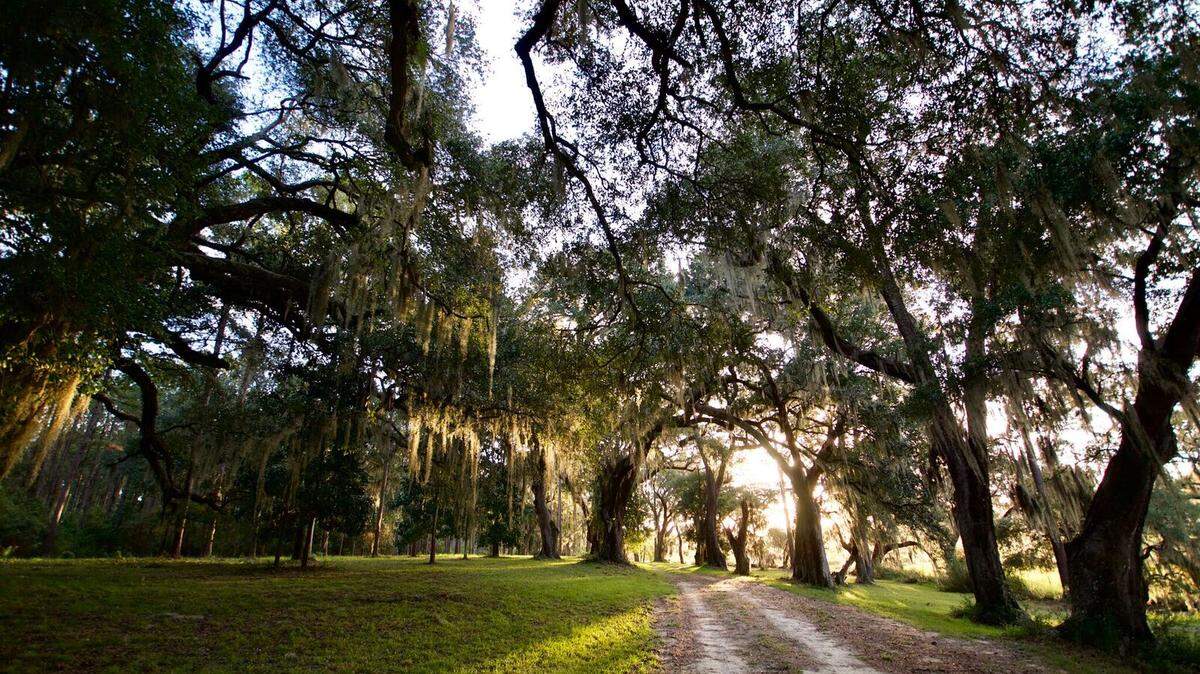 Bindon Plantation.