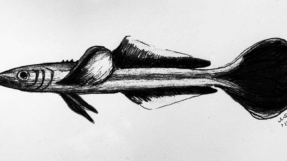 Young cobia illustration by Mattie Parrot, Al Stokes’ daughter.