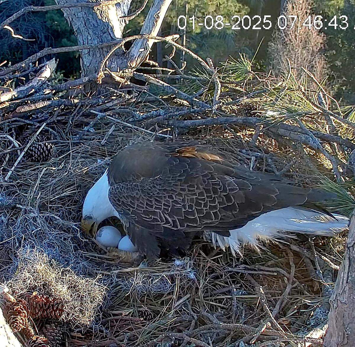 A still from the Hilton Head Island Land Trust’s Eagle Cam posted on the non-profit’s Facebook page of ‘George,’ the Bald Eagle looking over two eggs from his mate ‘Gracie,’ the second delivery on Jan. 7, 2025 on Hilton Head Island.