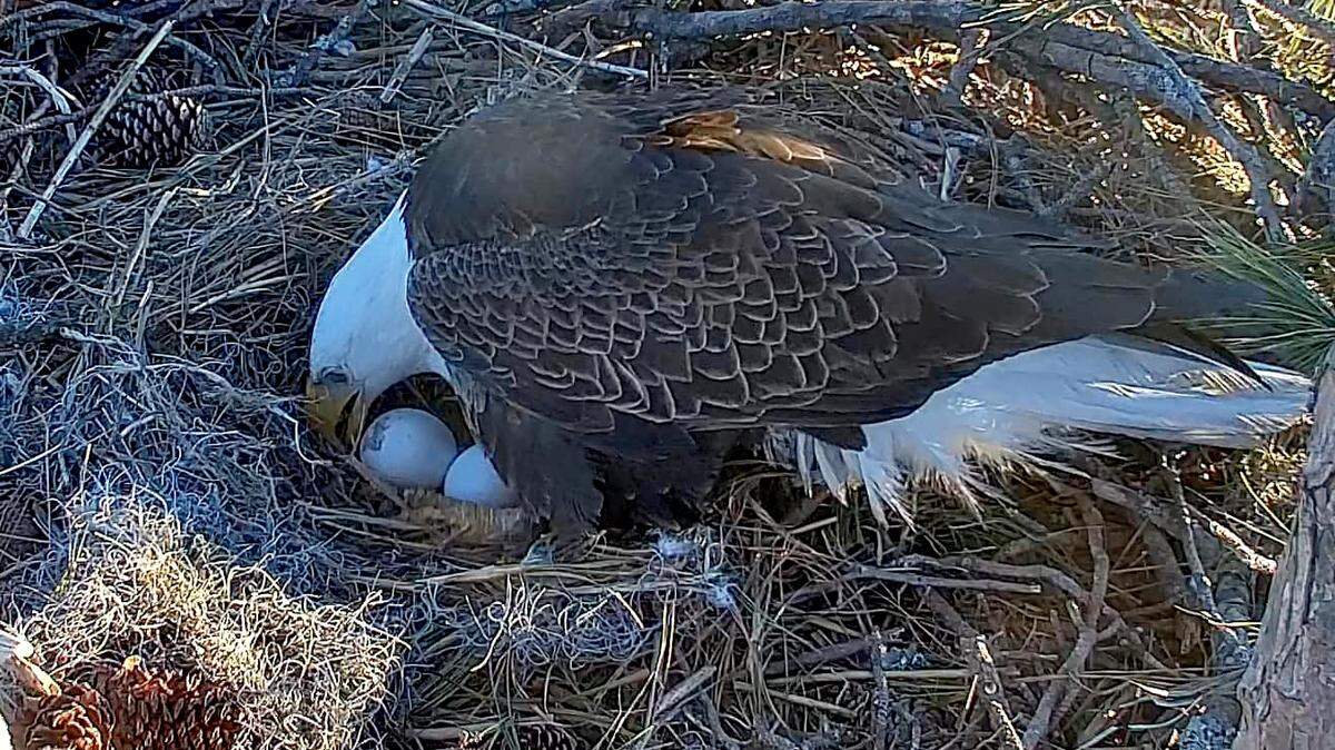 A still from the Hilton Head Island Land Trust’s Eagle Cam posted on the non-profit’s Facebook page of ‘George,’ the Bald Eagle looking over two eggs from his mate ‘Gracie,’ the second delivery taking place on Jan. 7, 2025 on Hilton Head Island.