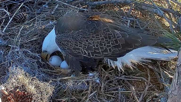 Bald Eagle mom lays eggs in Hilton Head nest. What do we know about bonking and fledging?