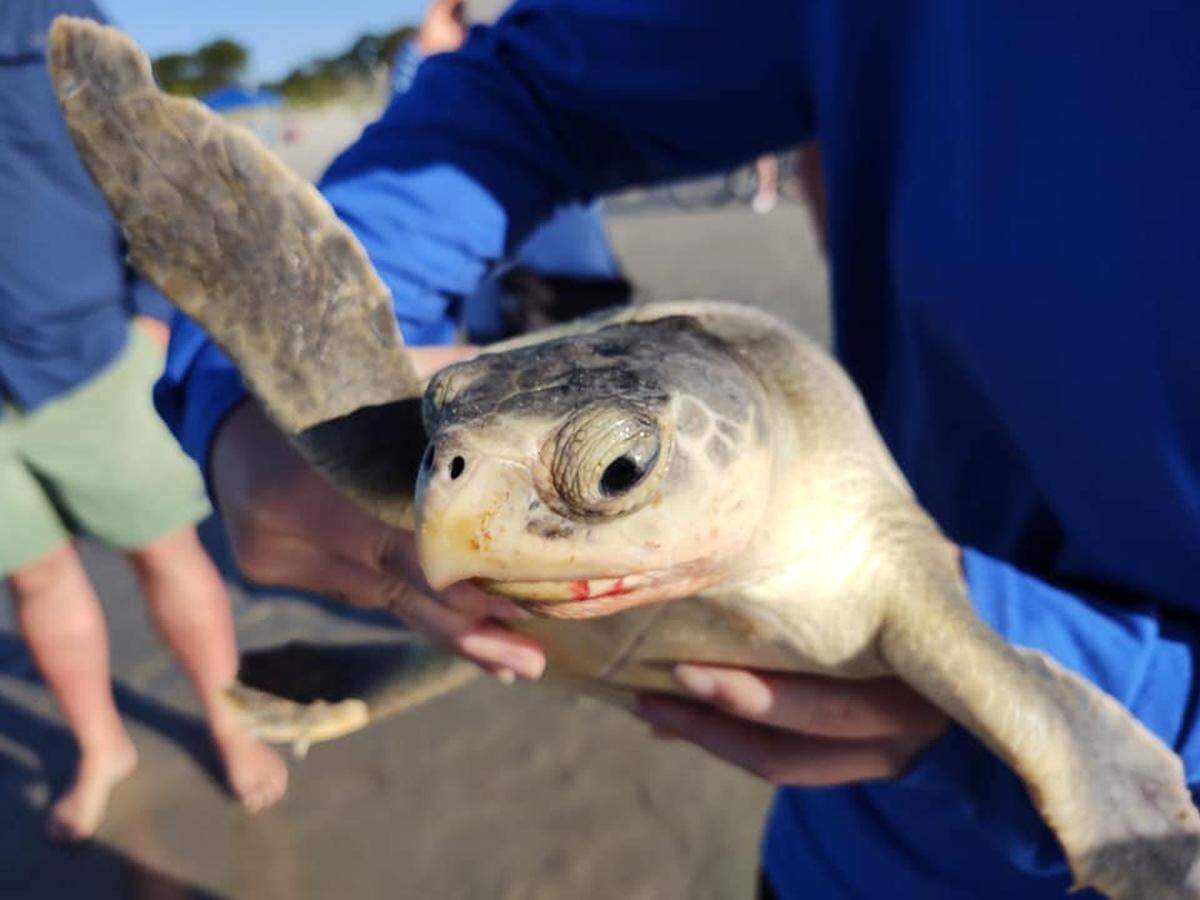 A juvenile Kemp’s Ridley sea turtle was rescued Tuesday morning when it was hooked by a person fishing.