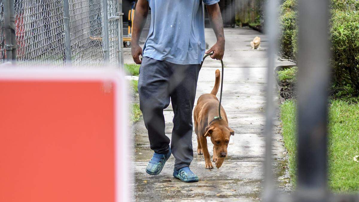 An employee walks Betty out of an enclosure on Aug. 11, 2025, at Jasper Animal Rescue Mission in Ridgeland. Betty was on her way to Beaufort County’s campus in Okatie to be placed into adoption.