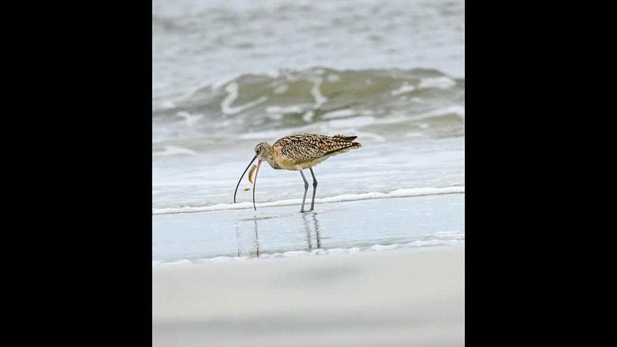 A long-billed curlew eats a shrimp on Harbor Island.