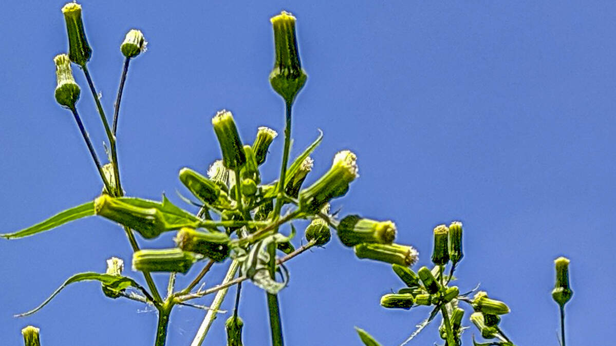 Burnweed is a tall, scraggly plant with tiny flowers packed into tight clusters.