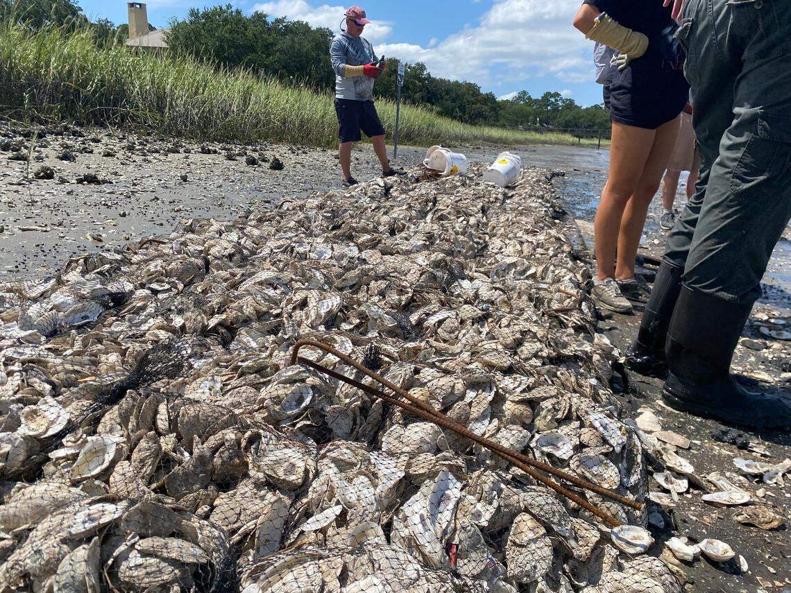 Nearly 400 bags of discarded oyster shells line a pluff mud coast near Shelter Cove Marina on Hilton Head Island. “It’s building natural infrastructure,” Jean Fruh, executive director of the Outside Foundation said. “These simple things we can do as islanders like contributing shells and assisting in bagging and building reefs are super important.”