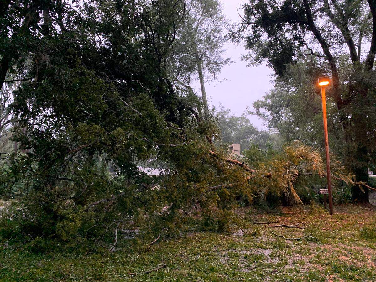 A tree down in Port Royal Plantation Thursday morning on North Port Royal Drive.