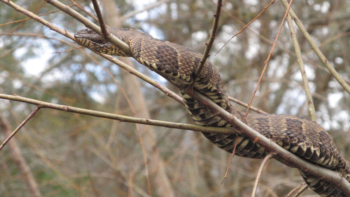 Cast and Blast columnist Collins Doughtie spotted this scaly bit of nature during a recent float down a Lowcountry river.