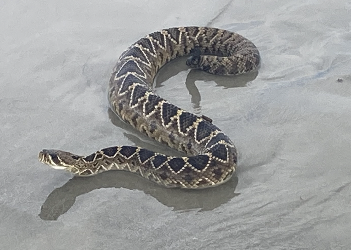 Matt Kraycar, owner of wildlife removal company K&K Wildlife Services in Bluffton, relocated this eastern diamondback rattlesnake from a Hilton Head Island beach near Marriott’s Grande Ocean in early August.