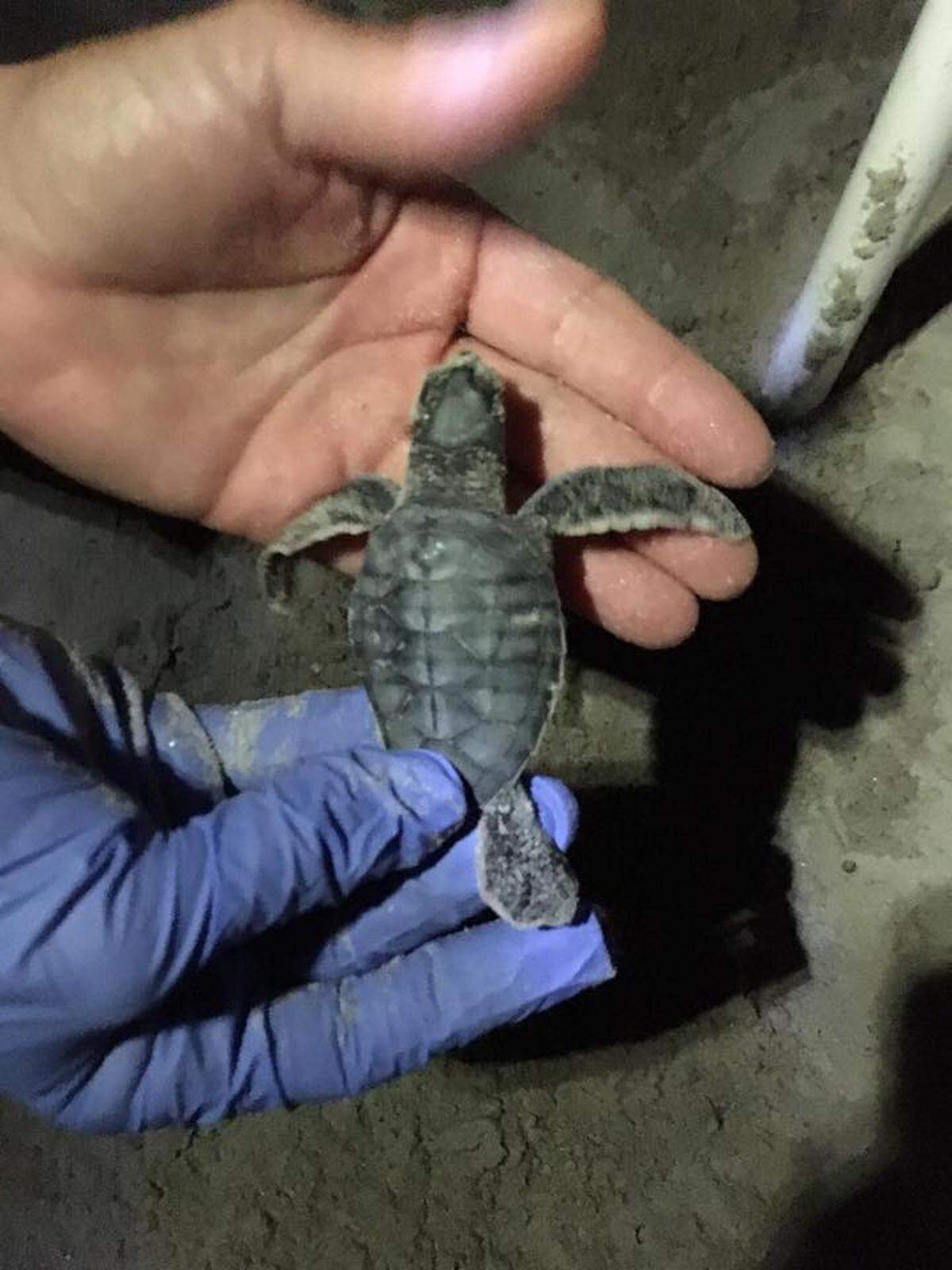 A Green sea turtle hatchling on Hilton Head Island was discovered Sept. 24. It was the fifth ever nest by a Green turtle ever recorded on Hilton Head.