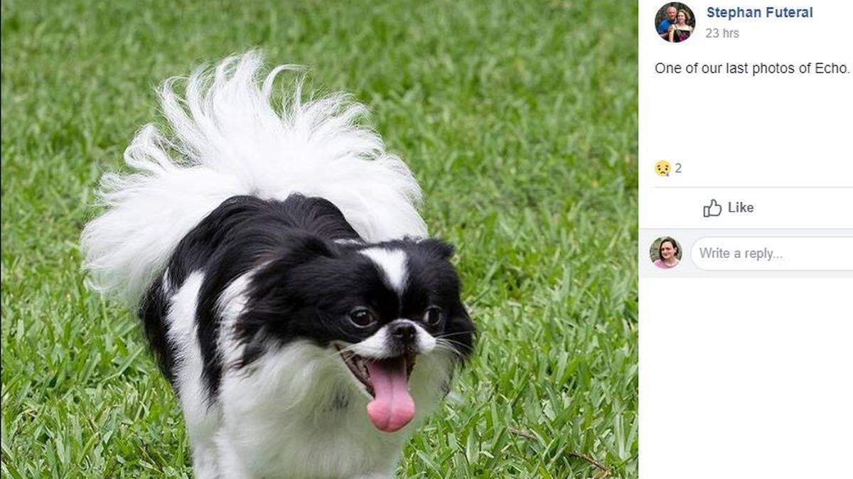 Stephan Futeral of Mount Pleasant posted on Facebook that 11-month old Echo, one of his two Japanese Chin puppies, died Sunday after suffering from liver poisoning related to a sago palm.